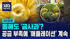 [D리포트] 올해도 '금사과'?&hellip;공급 부족에 '애플레이션' 계속
