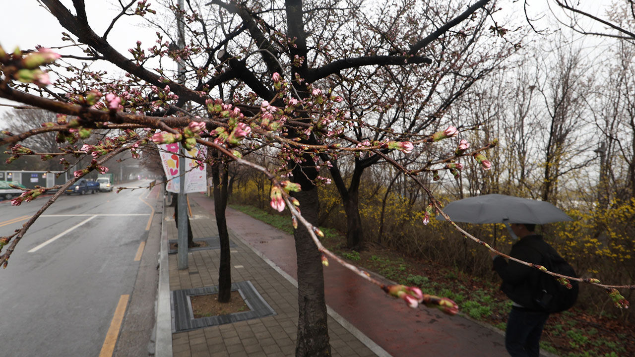여의도봄꽃축제 개막일인 29일 오후 한산한 여의도 윤중로