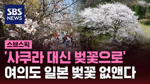 [스브스픽] '사쿠라 대신 벚꽃으로'&hellip;여의도 일본 벚꽃 없앤다