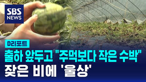 [D리포트] 출하 앞뒀는데 '주먹보다 작은 수박'&hellip;잦은 비에 '울상'