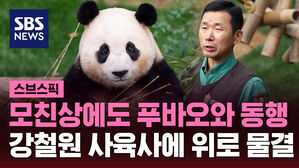 [스브스픽] 모친상에도 푸바오와 동행&hellip;강철원 사육사에 위로 물결