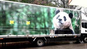 "푸바오 온다" 환영 나선 중국…'모친상' 사육사엔 애도 메시지