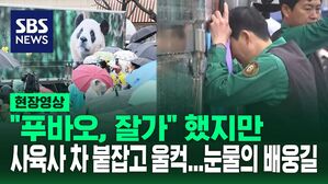 [영상] 푸바오 떠나는 날&hellip;송바오 차 붙잡고 울컥, 강바오 마지막 편지 "이런 날이 오고야 말았구나"