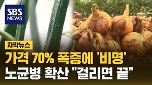 [자막뉴스] 양파 가격 70% 폭증에 '비명'&hellip;노균병 확산 "걸리면 끝"