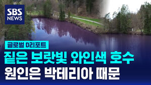 [글로벌D리포트] 물감을 부은 듯 '보랏빛 와인 호수'