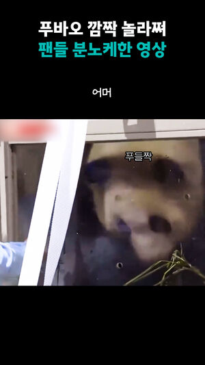 푸바오 깜짝 놀라쪄 팬들 분노케한 영상