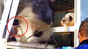 [영상] 장갑 안 낀 손으로 '푹' 찌르니 '푸들짝'&hellip;팬들 놀라게 한 '그 장면'에 중국 해명은?