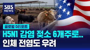 [글로벌D리포트] H5N1 감염 젖소 6개주로&hellip;인체 전염도 우려