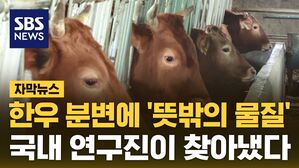 [자막뉴스] 한우서 찾은 '뜻밖의 물질'&hellip;"유독 빠르고 뛰어나"