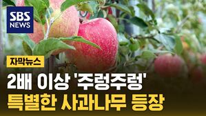 [자막뉴스] 주렁주렁 열린 사과들&hellip;정부, '특별한 나무' 뿌린다