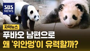 [자막뉴스] 푸바오 신랑감