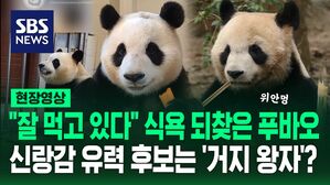 [영상] "대나무&middot;당근&middot;사과 잘 먹어요" 활발한 모습 공개된 푸바오&hellip;강철원 사육사 "앞구르기, 크게 걱정할 일 아냐" 설명