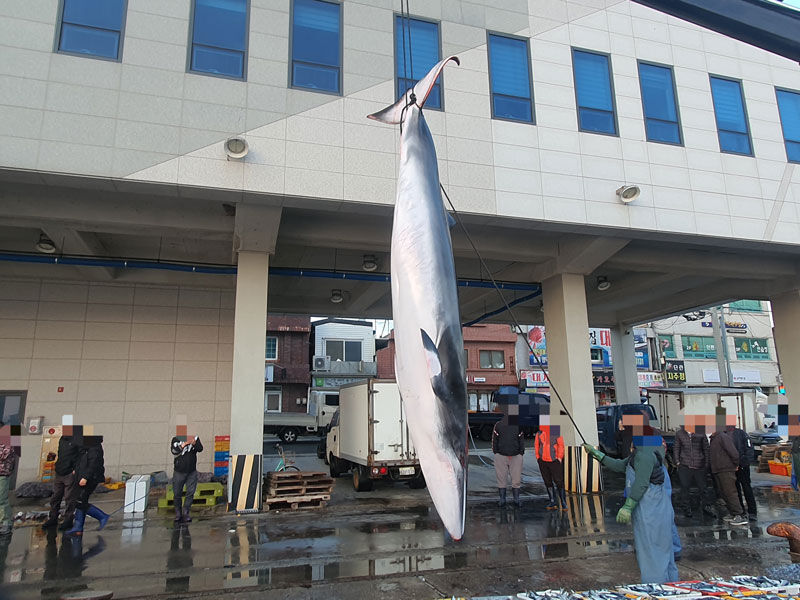 경북 영덕 동쪽 해상서 밍크고래 혼획 (사진=울진해경 제공, 연합뉴스)
