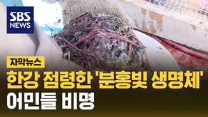 SBS 자막뉴스_ 한강 점령한 '분홍빛 생명체' 어민들 비명