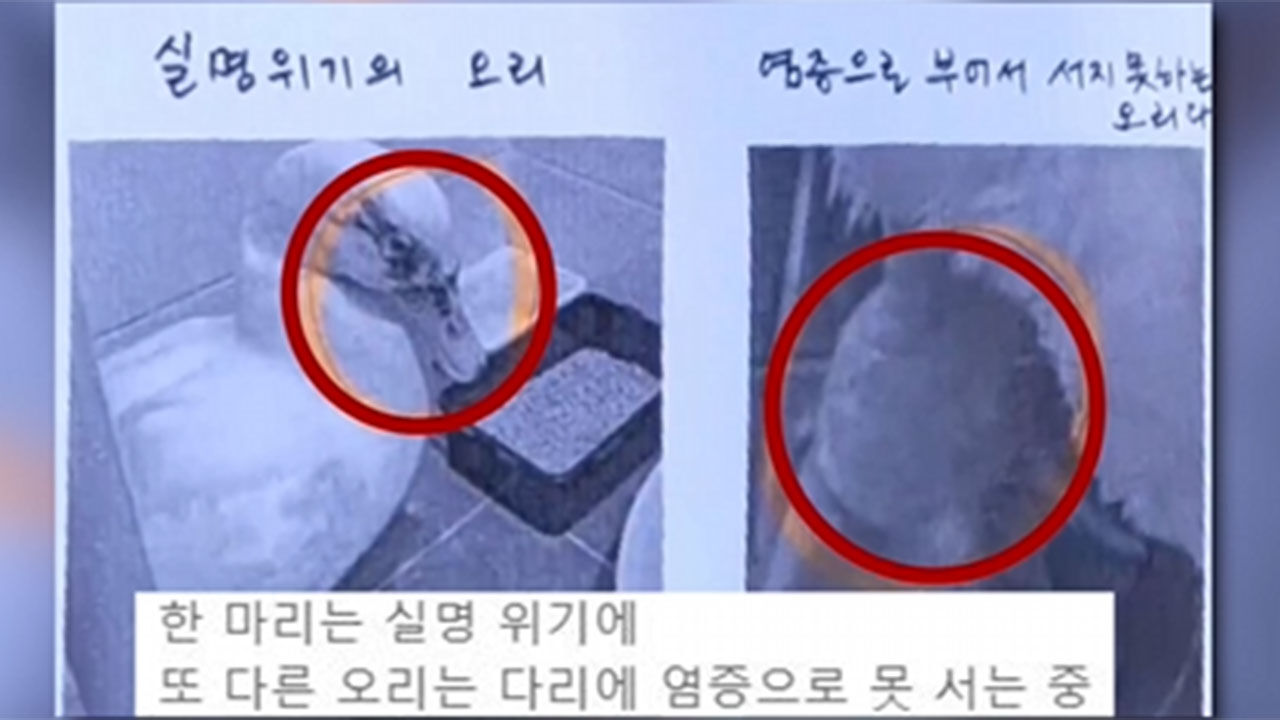 경기 안양시 삼성천 명물 오리가족에 돌 던진 범인 추적