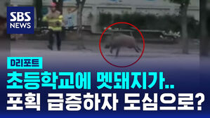 [D리포트] 초등학교에 멧돼지가&hellip;포획 급증하자 도심으로?