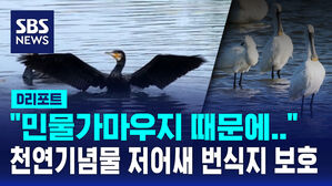 [D리포트] "천연기념물 저어새 번식지 보호 강화"