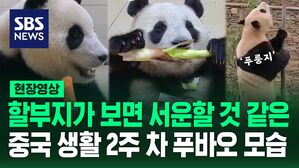 [영상] 누워서 죽순을 '냠냠'&middot;야외 방사장도 탐색&hellip;중국 생활 2주 차 근황 공개된 푸바오, '완벽' 적응?