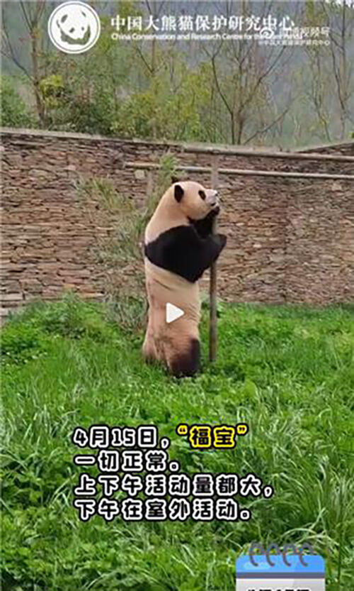 푸바오 격리·검역일기 2 (사진=중국판다보호연구센터 웨이보 캡처, 연합뉴스)