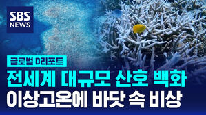 [글로벌D리포트] 전세계 대규모 산호 백화&hellip;이상고온에 바닷 속 비상