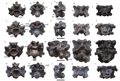 인도서 발견된 최대 길이 15ｍ 거대 뱀 척추뼈 화석 (사진=Scientific Reports/Debajit Datta et al. 제공, 연합뉴스)
