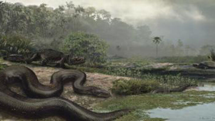 기존 가장 긴 뱀으로 알려져 있는 타이타노보아(Titanoboa) 상상도 (사진=Jason Bourque, University of Florida 제공, 연합뉴스)