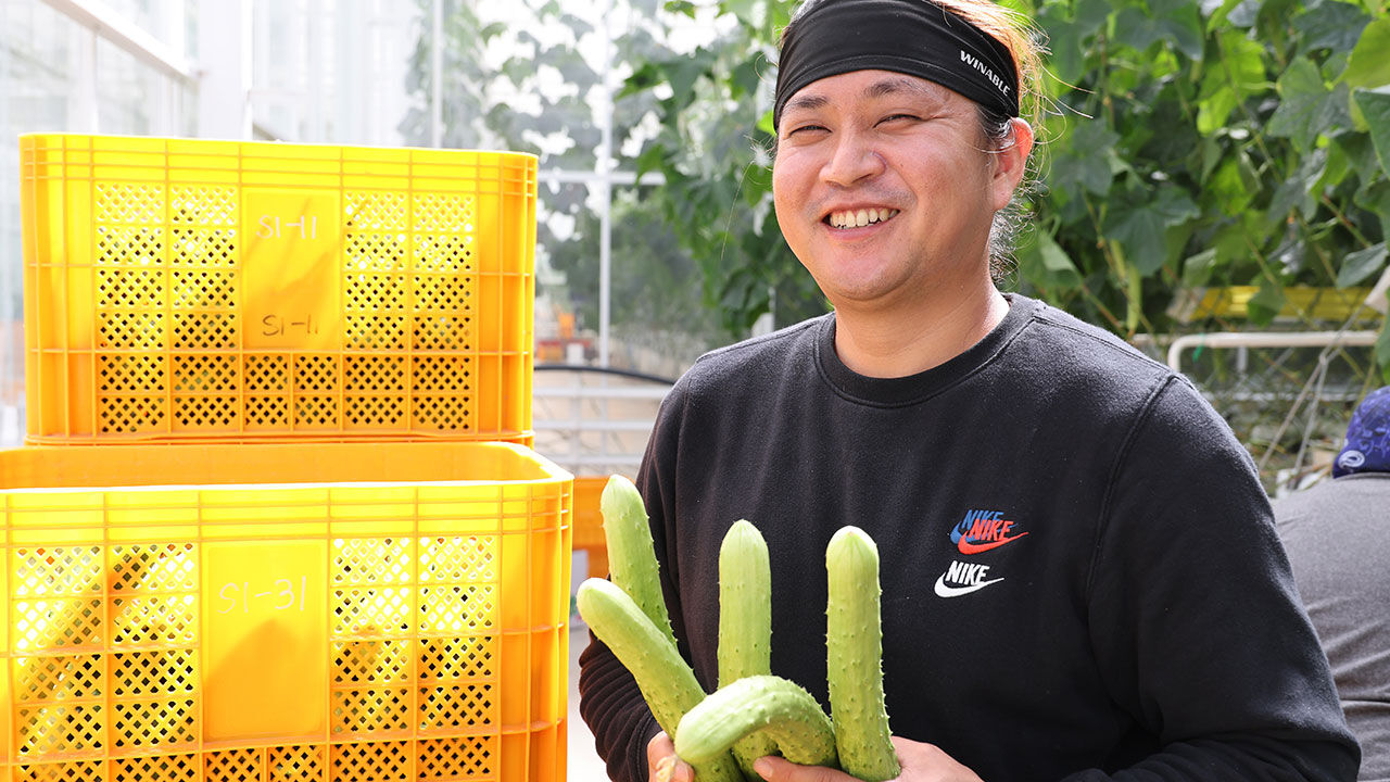 오이 수확하는 최진성 씨 (사진=연합뉴스)