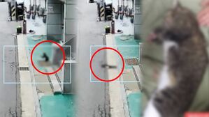 [영상] 건물 밖으로 고양이 '휙' 내동댕이 치곤 "죽었어요?"&hellip;고양이 학대 범인 알고 보니 '이웃 주민'