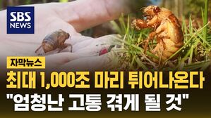 [자막뉴스] 매미 떼