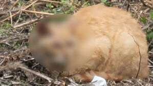 부산 공장 밀집 지역서 고양이 학대 의심&hellip;동물단체 고발