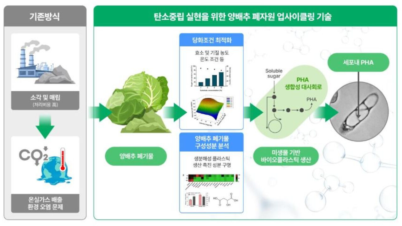 양배추 폐기물 업사이클링 기술 모식도(사진=세계김치연구소 홈페이지 캡처)？