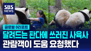 [글로벌D리포트] 사육사 쓰러트린 판다에 깜짝 놀란 관람객