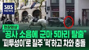 [영상] '따가닥 따가닥' 피투성이로 도로 질주, '퍽' 하더니 차와 충돌&hellip;공사 소음에 놀라 달아난 군마들
