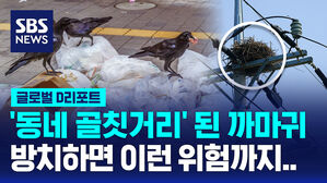 [글로벌D리포트] '동네의 골칫거리' 까마귀&hellip;정전 위험도