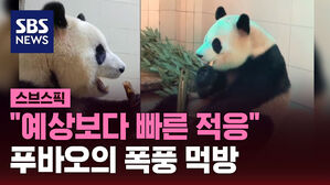 [스브스픽] "예상보다 빠른 적응"&hellip;푸바오의 폭풍 먹방