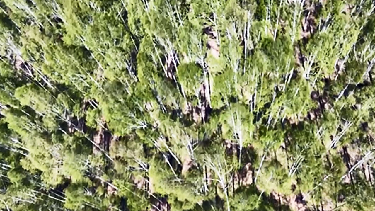 "껌 씹던 석기시대 10대 소녀"…에스토니아서 흔적 발견