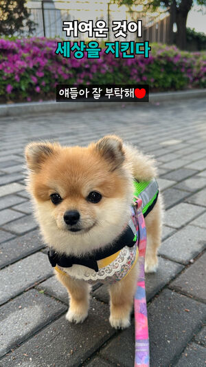 귀여운 것이 세상을 지킨다