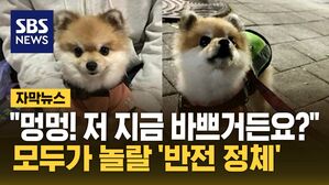 [자막뉴스] 테스트도 완벽 통과&hellip;귀여운 강아지의 '반전 정체'