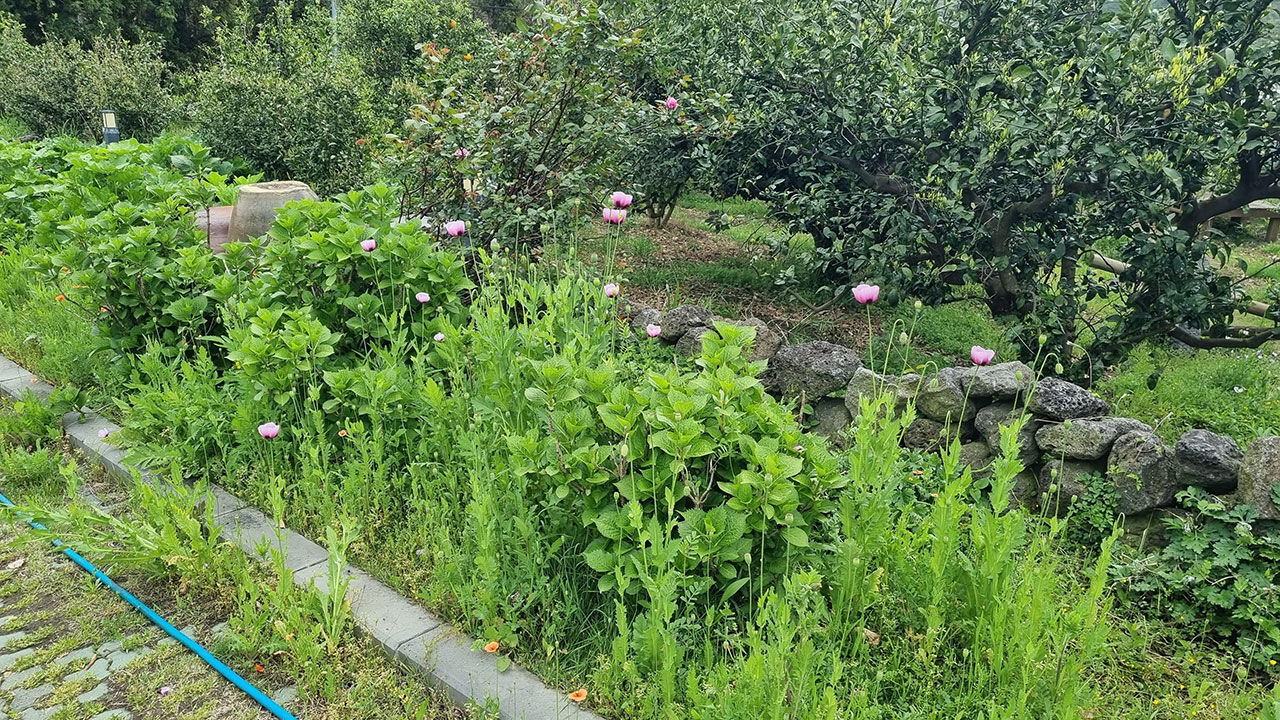 단속현장에 핀 나도 양귀비
