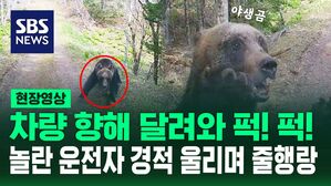 [영상] 무서운 속도로 차량 향해 돌진한 '야생곰'&hellip;"쫓아온다, 위험해!" 황급히 달아난 운전자