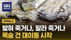 [자막뉴스] 2&sim;3% 겨우 산다&hellip;5월 목숨 건 대이동 시작