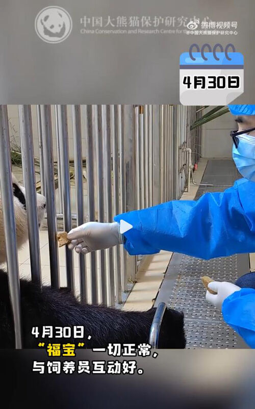'푸바오의 격리·검역 일기 4' (사진=중국판다보호연구센터 웨이보 캡처, 연합뉴스)