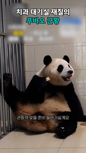 치과 대기실 재질의 푸바오 근황