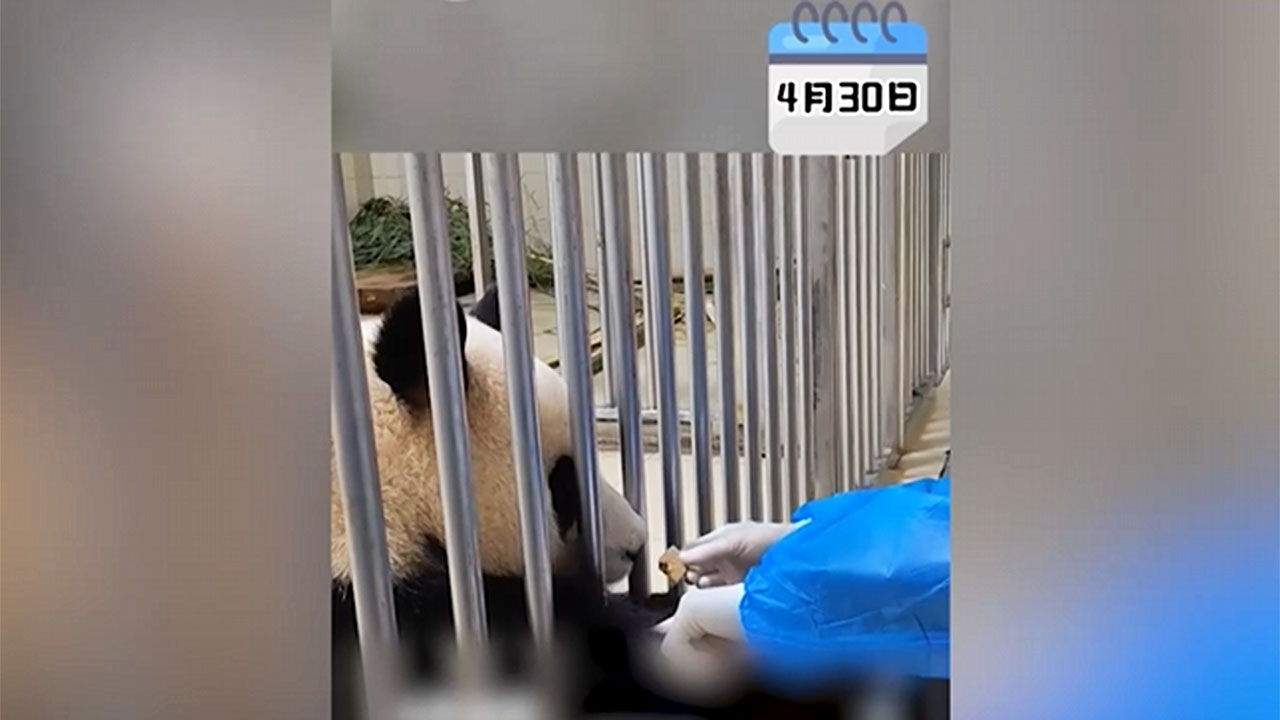 중국 자이언트 판다 보호연구센터가 공개한 격리 생활 4주차 푸바오 영상