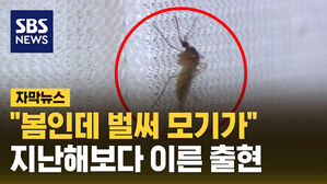 "봄인데 벌써 모기가"..지난해보다 이른 출현