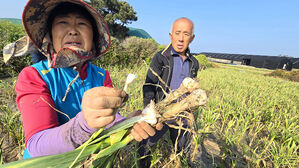 "마늘 농사 30년 만에 최악&hellip;7∼8㎏ 나오는 밭에서 1∼2㎏뿐"
