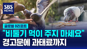 [글로벌D리포트] "비둘기 먹이 주지 마세요"