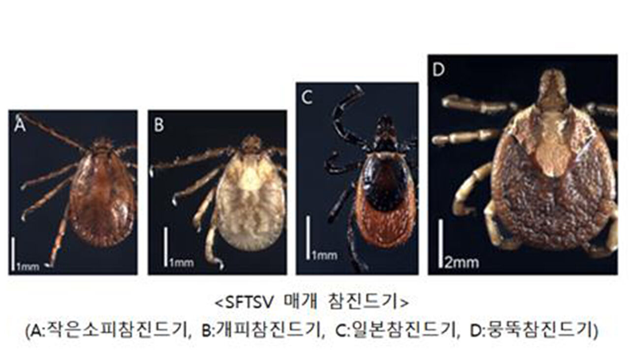 참진드기 (사진=질병관리청 제공, 연합뉴스)