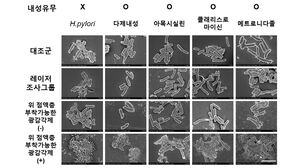 항생제 안 듣는 헬리코박터균 빛으로 공격한다