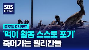 펠리칸